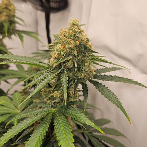 Northern Lights #2 growlog timeline photo