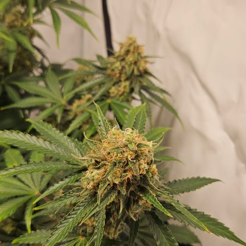 Northern Lights #2 growlog timeline photo