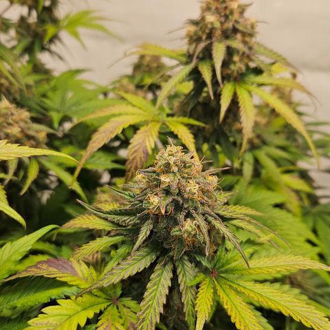 Northern Lights #1  growlog timeline photo