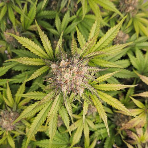 Northern Lights #1  growlog timeline photo