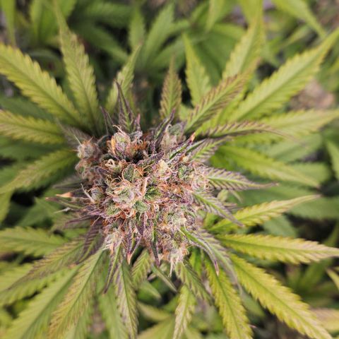 Northern Lights #1  growlog timeline photo