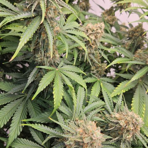 Northern Lights #2 growlog timeline photo