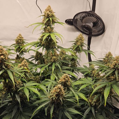 Northern Lights #2 growlog timeline photo