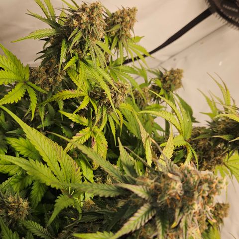 Northern Lights #1  growlog timeline photo