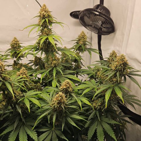 Northern Lights #2 growlog timeline photo