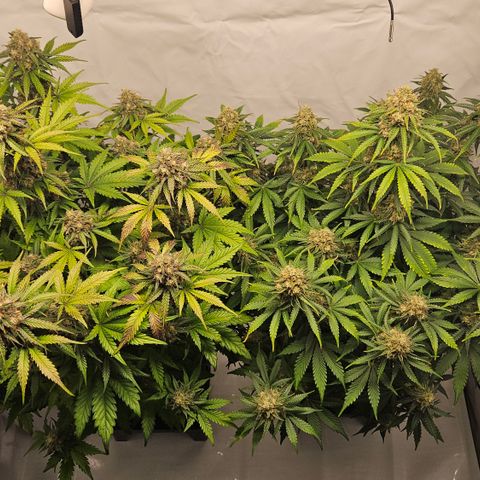 Northern Lights #2 growlog timeline photo