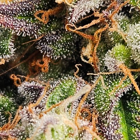 Northern Lights #1  growlog timeline photo