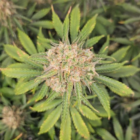 Northern Lights #2 growlog timeline photo