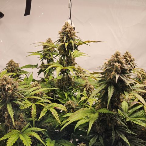 Northern Lights #1  growlog timeline photo