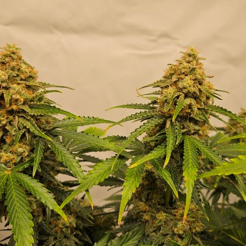 Northern Lights #2 growlog timeline photo