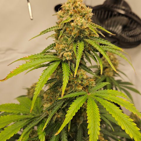 Northern Lights #2 growlog timeline photo
