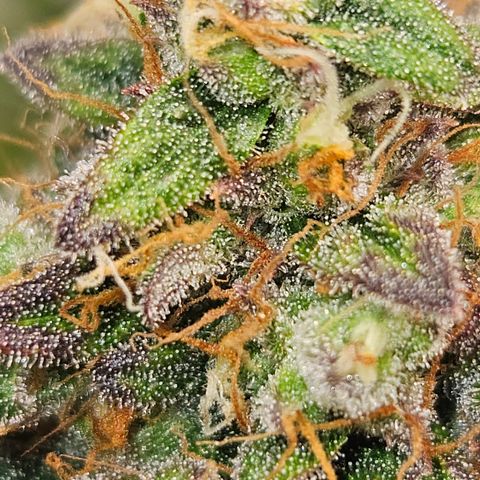 Northern Lights #1  growlog timeline photo