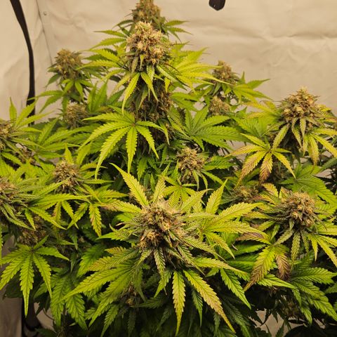Northern Lights #1  growlog timeline photo