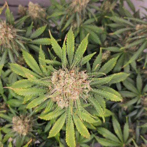 Northern Lights #2 growlog timeline photo
