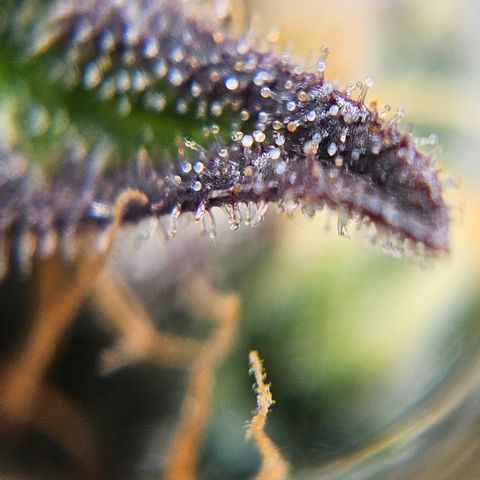Northern Lights #1  growlog timeline photo