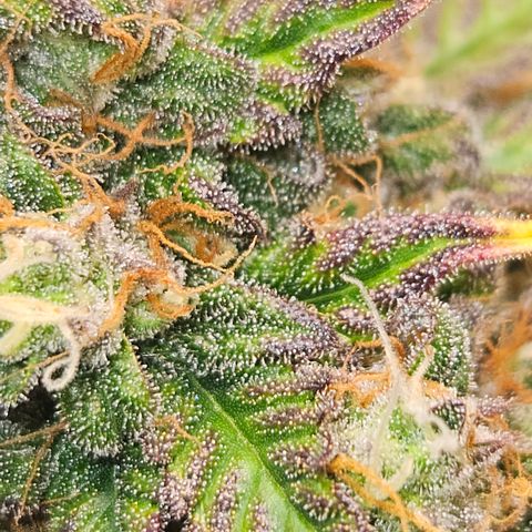 Northern Lights #1  growlog timeline photo