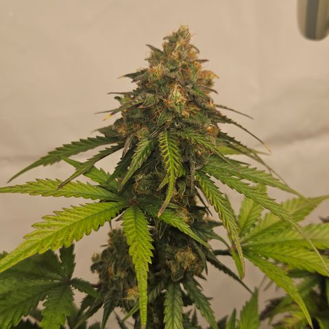 Northern Lights #1  growlog timeline photo