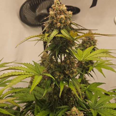 Northern Lights #1  growlog timeline photo