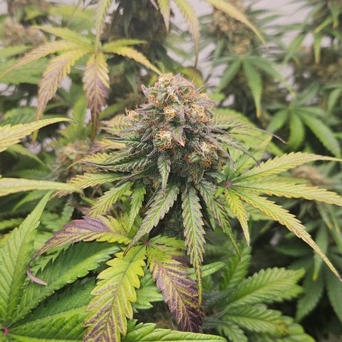 Northern Lights #1  growlog timeline photo