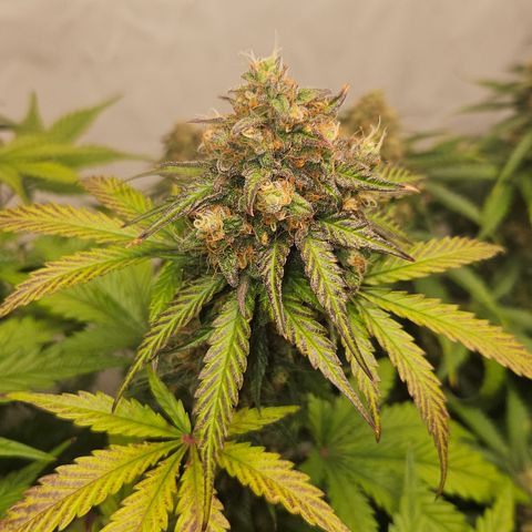 Northern Lights #1  growlog timeline photo