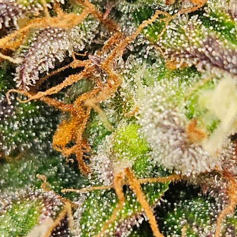 Northern Lights #1  growlog timeline photo