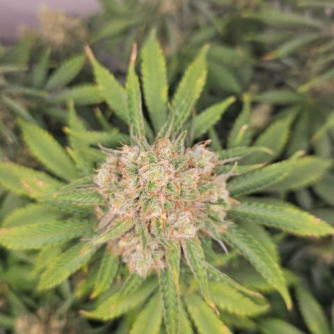 Northern Lights #2 growlog timeline photo