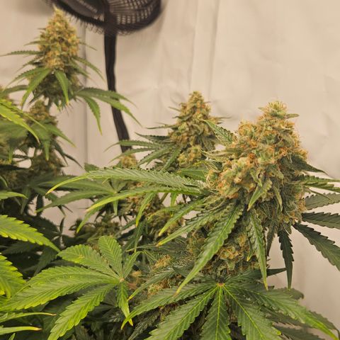 Northern Lights #2 growlog timeline photo