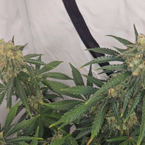 Northern Lights #2 growlog timeline photo