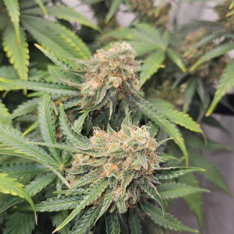 Northern Lights #2 growlog timeline photo