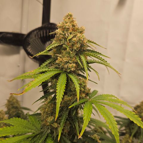 Northern Lights #2 growlog timeline photo