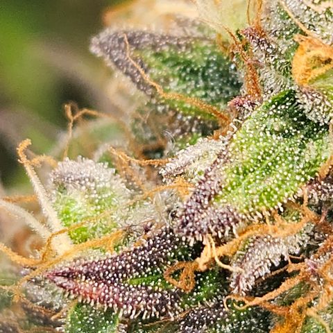 Northern Lights #1  growlog timeline photo