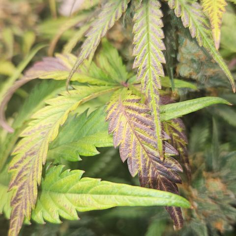Northern Lights #1  growlog timeline photo