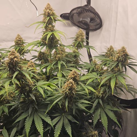 Northern Lights #2 growlog timeline photo