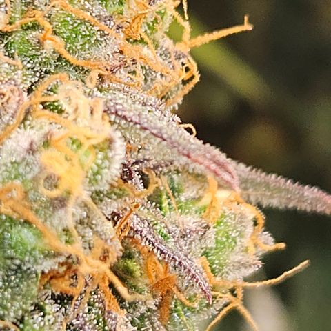 Northern Lights #1  growlog timeline photo
