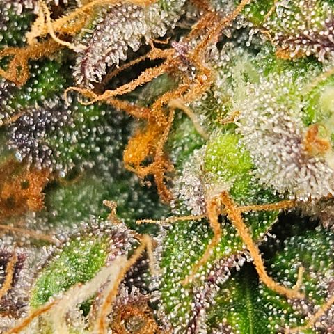 Northern Lights #1  growlog timeline photo