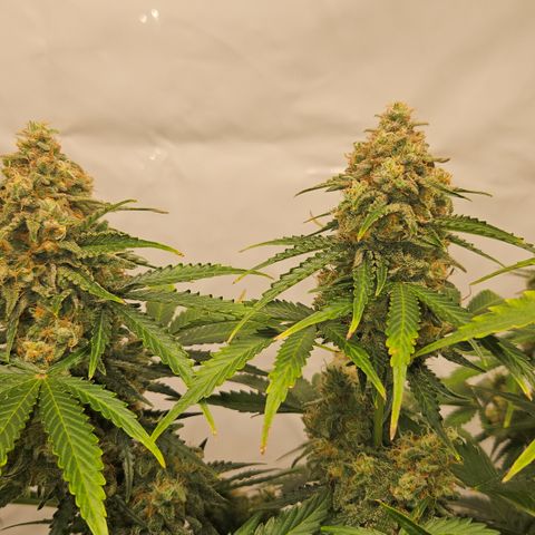 Northern Lights #2 growlog timeline photo