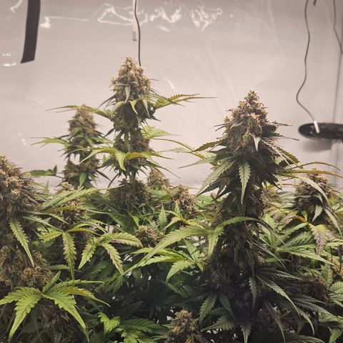 Northern Lights #1  growlog timeline photo