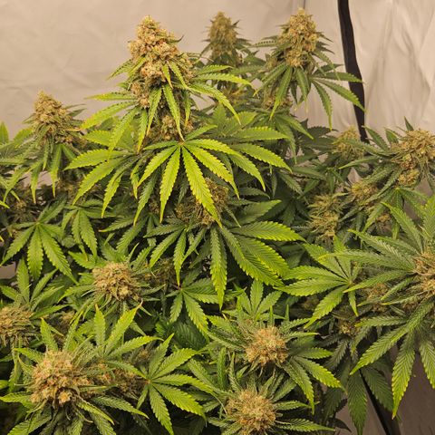 Northern Lights #2 growlog timeline photo