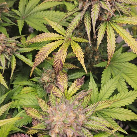 Northern Lights #1  growlog timeline photo