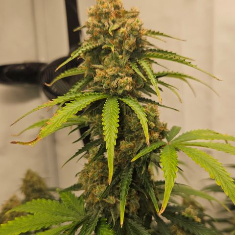 Northern Lights #2 growlog timeline photo