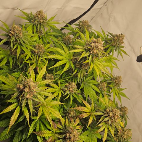 Northern Lights #1  growlog timeline photo