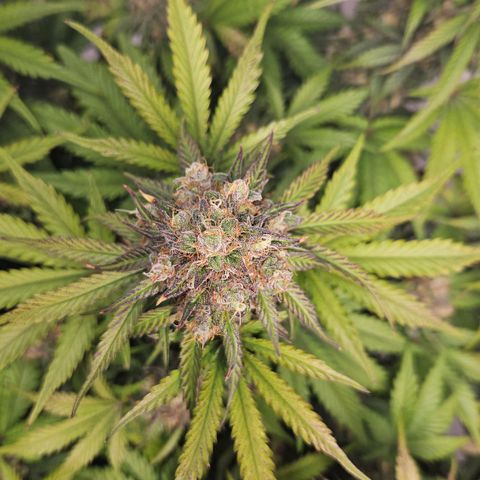 Northern Lights #1  growlog timeline photo