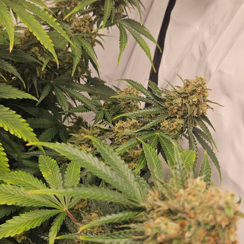 Northern Lights #2 growlog timeline photo