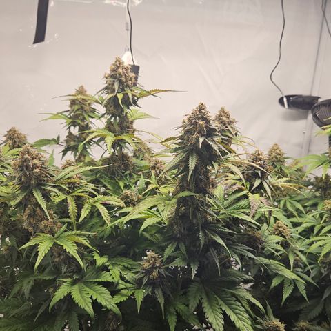 Northern Lights #1  growlog timeline photo