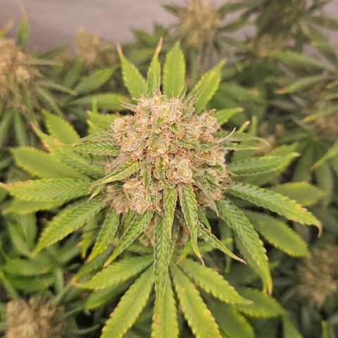 Northern Lights #2 growlog timeline photo