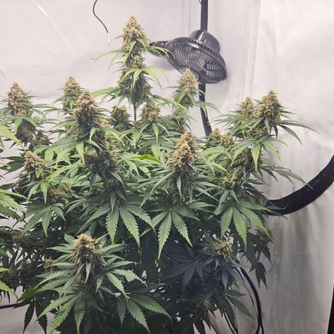 Northern Lights #2 growlog timeline photo