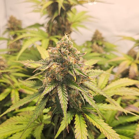 Northern Lights #1  growlog timeline photo