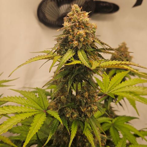 Northern Lights #1  growlog timeline photo