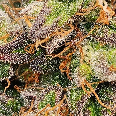 Northern Lights #1  growlog timeline photo