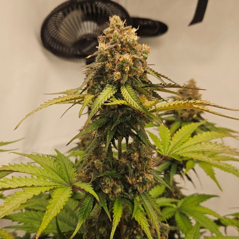 Northern Lights #1  growlog timeline photo